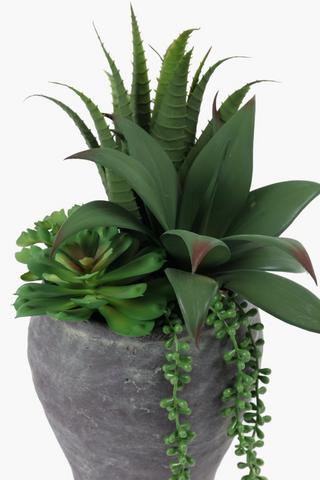 Multi Agave In Urn,19x40cm