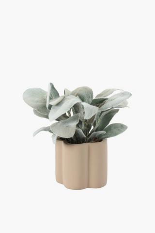 Lamb Ear In Scallop Pot, 8x19cm