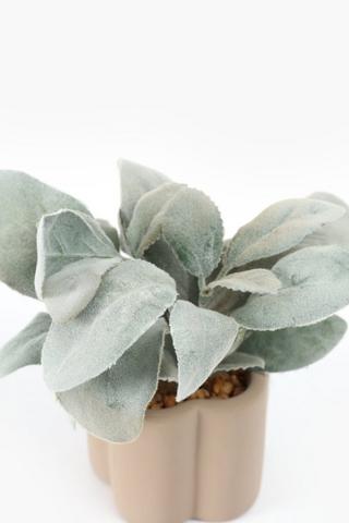 Lamb Ear In Scallop Pot, 8x19cm