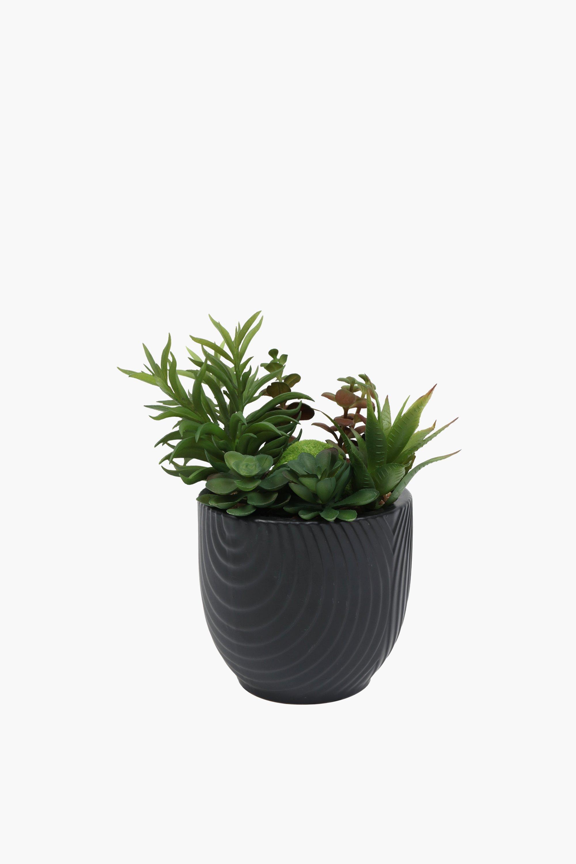 Agave In Retro Geo Pot, 15x23cm