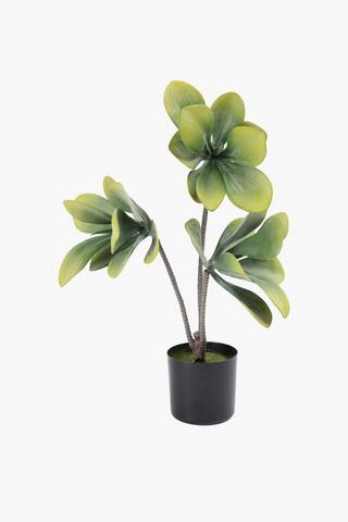 3 Stem Rock Rose Potted, 63cm