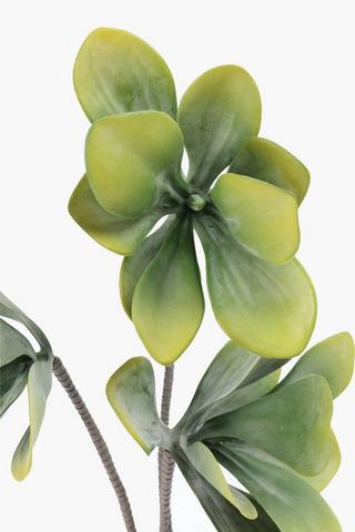 3 Stem Rock Rose Potted, 63cm