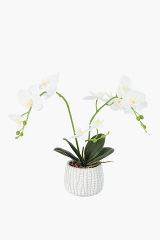 Orchid In Cement Etched Pot, 50cm