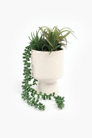 Multi Succulent In Stepped Pot, 10x22cm