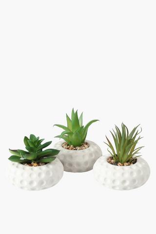 Assorted Agave In Dimple Pot, 5x4cm