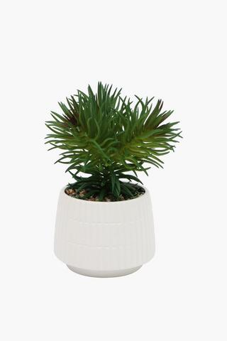 Mini Succulent In Ceramic Pot, 9 X20cm