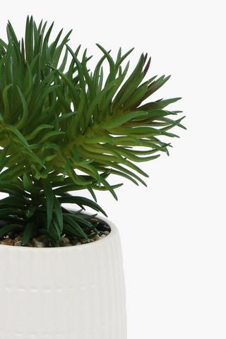 Mini Succulent In Ceramic Pot, 9 X20cm