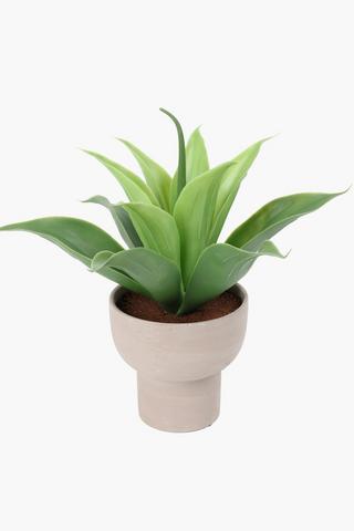 Agave In Footed Bowl, 13x30cm