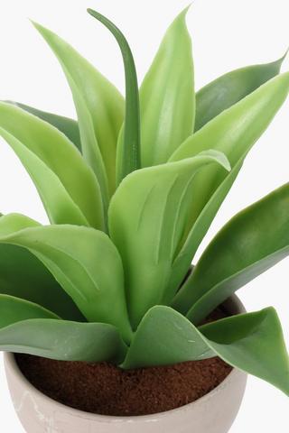 Agave In Footed Bowl, 13x30cm