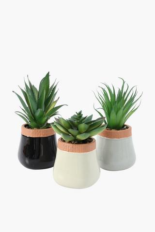 Assorted Agave In Rim Pot, 7x17cm