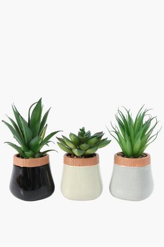 Assorted Agave In Rim Pot, 7x17cm