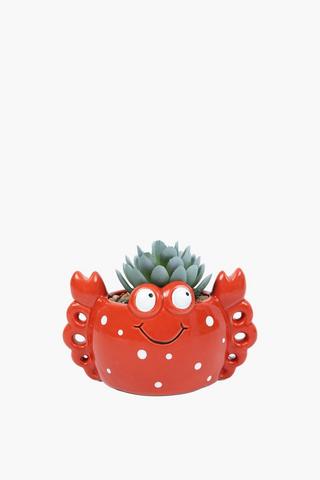 Agave In Crab Pot, 15x11cm