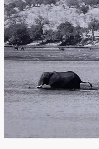 Printed Elephant Herd Canvas, 135x45cm