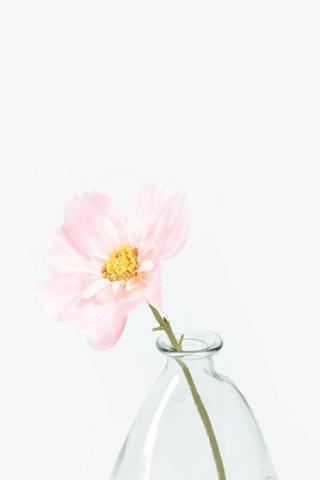 Queen Cosmos Single Stem, 38cm