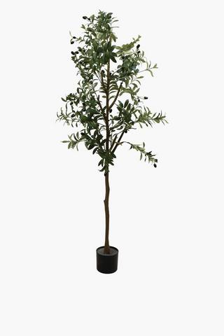 Olive Tree, 180cm