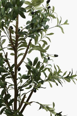 Olive Tree, 180cm