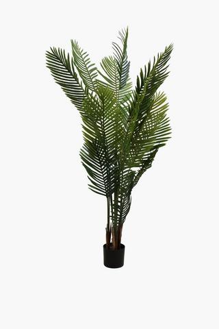 Palm Tree, 180cm