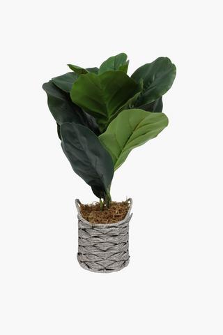 Fiddle Leaf In Basket, 56cm