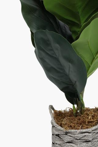 Fiddle Leaf In Basket, 56cm