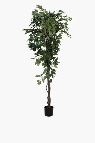 Ficus Tree, 180cm