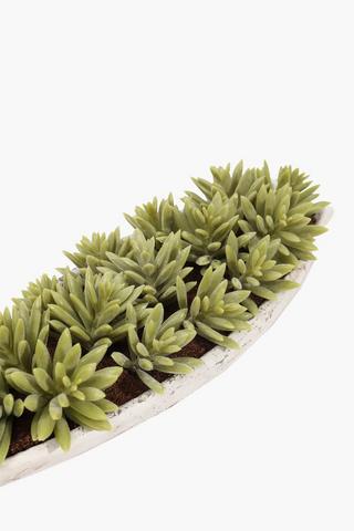 Multi Agave In Boat Pot, 31x10cm