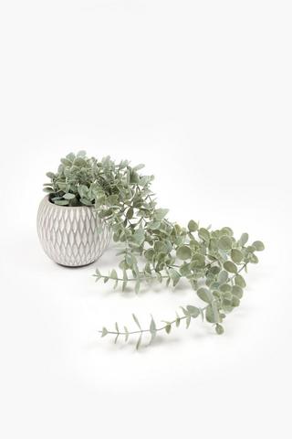 Trailing Gum Leaf In Ceramic Pot, 11x10.5cm