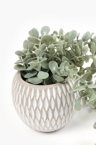 Trailing Gum Leaf In Ceramic Pot, 11x10.5cm