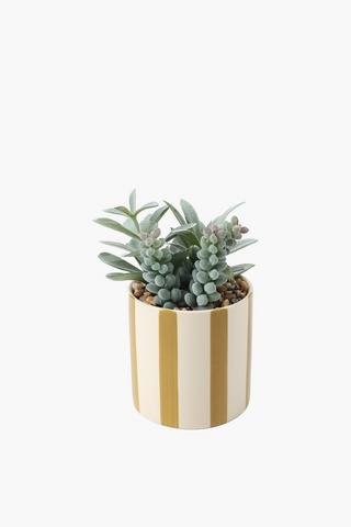 Agave In Stripe Pot, 10x19cm