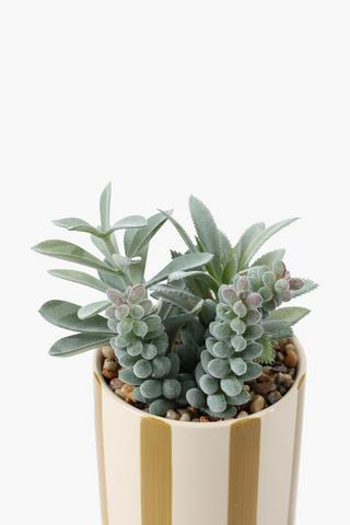 Agave In Stripe Pot, 10x19cm