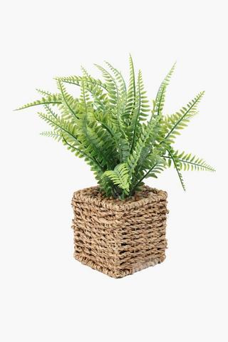 Fern In Square Woven Pot, 10.5x34cm