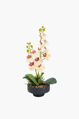 Two Stem Orchid In Fluted Pot, 14x43cm