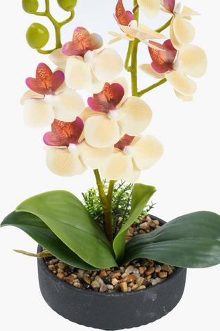 Two Stem Orchid In Fluted Pot, 14x43cm