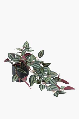 Zebrina In Ribbed Pot, 7x20.5cm