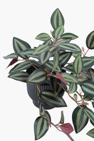 Zebrina In Ribbed Pot, 7x20.5cm