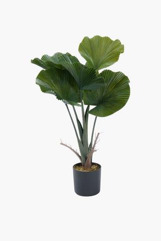 Fan Palm Tree, 71cm