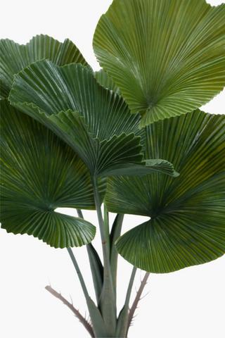 Fan Palm Tree, 71cm