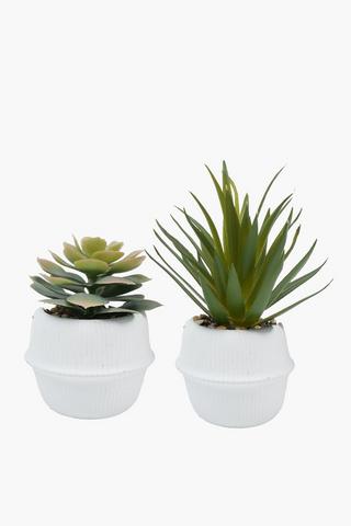 Assorted Agave In Ceramic Pot, 6x21cm