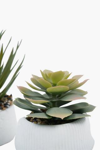 Assorted Agave In Ceramic Pot, 6x21cm