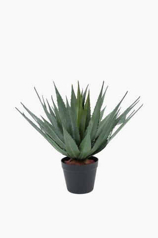 Thorny Agave In Plastic Pot, 45cm