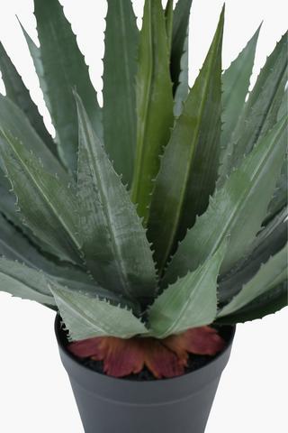 Thorny Agave In Plastic Pot, 45cm