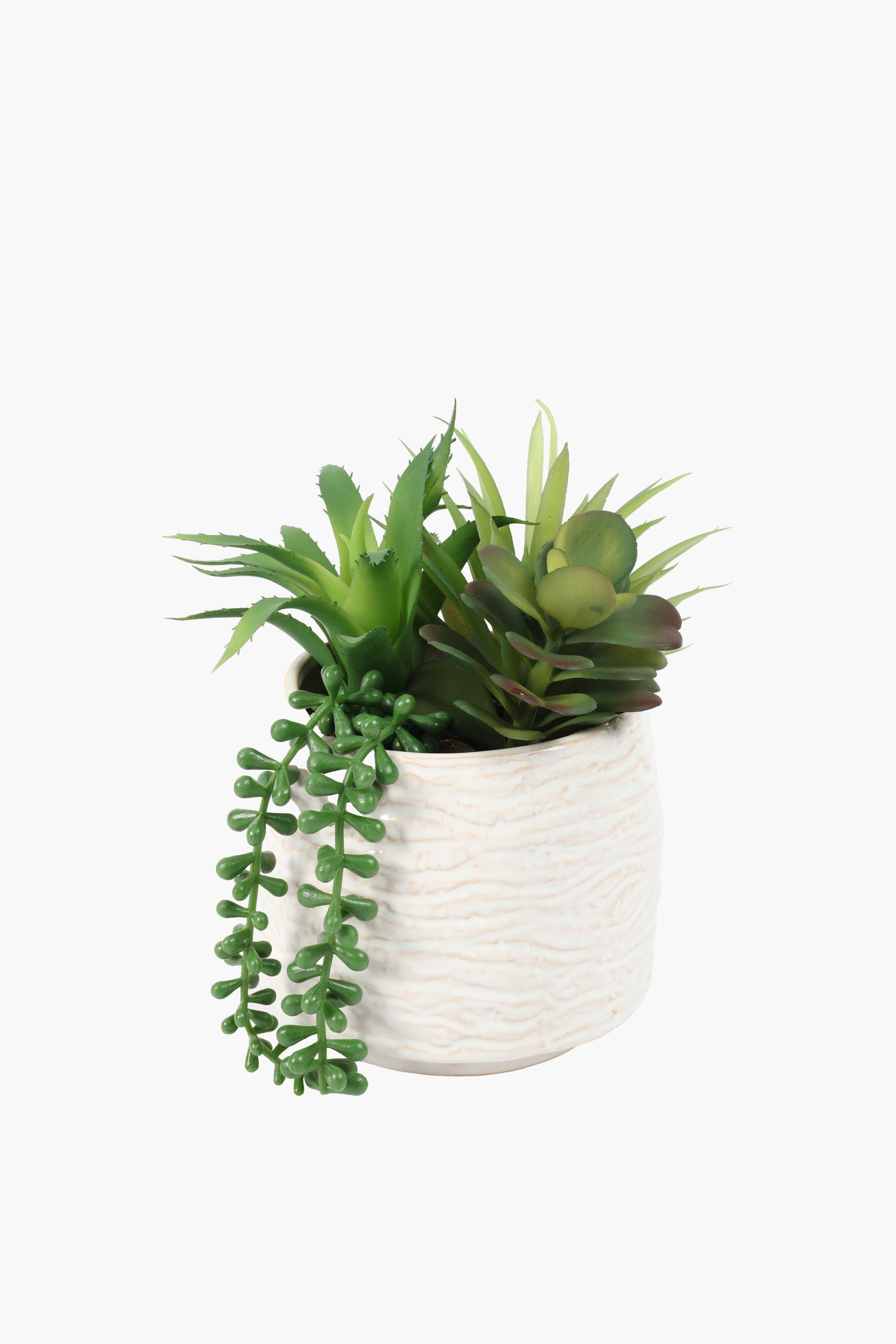 Multi Agave In Glaze Pot, 12x17.5cm
