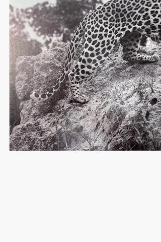 Printed Leopard Canvas, 60x90cm