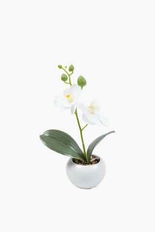Mini Orchid In Round Pot, 3.5x22cm