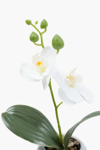 Mini Orchid In Round Pot, 3.5x22cm