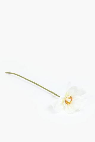 Queen Cosmos Single Stem, 38cm