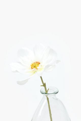 Queen Cosmos Single Stem, 38cm