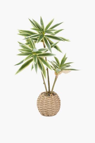 Yucca Tree In Basket Pot, 10x58cm