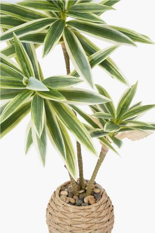 Yucca Tree In Basket Pot, 10x58cm