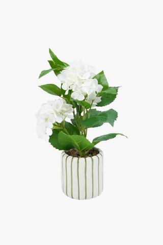 Hydrangea In Stripe Pot, 12x45cm