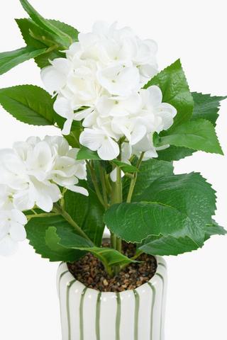 Hydrangea In Stripe Pot, 12x45cm